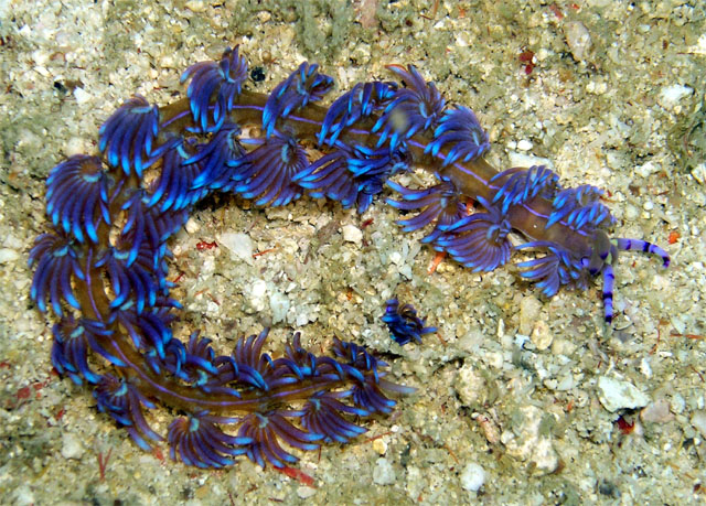 Pteraeolidia ianthina, Pulau Tioman, West Malaysia