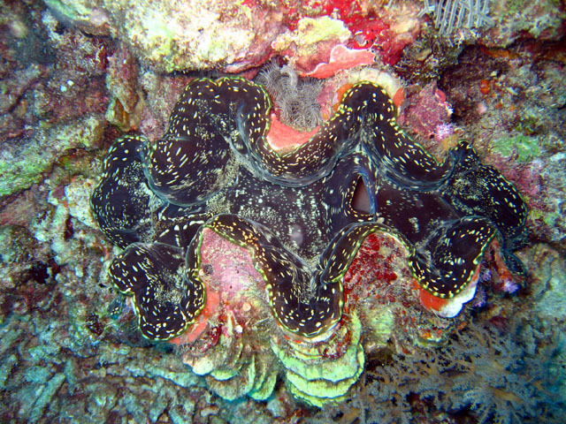 Giant Clam (Tridacna sp.), Pulau Badas, Indonesia