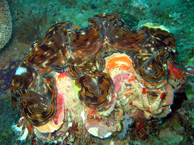 Giant Clam (Tridacna sp.), Pulau Aur, West Malaysia