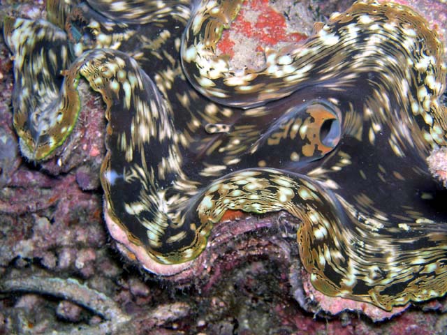 Giant Clam (Tridacna sp.), Pulau Aur, West Malaysia