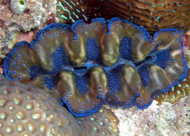 Giant Clam (Tridacna sp.), Pulau Aur, West Malaysia