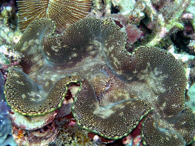 Elongated Giant Clam (Tridacna maxima), Pulau Aur, West Malaysia