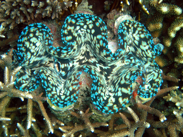 Giant Clam (Tridacna sp.), Pulau Tioman, West Malaysia