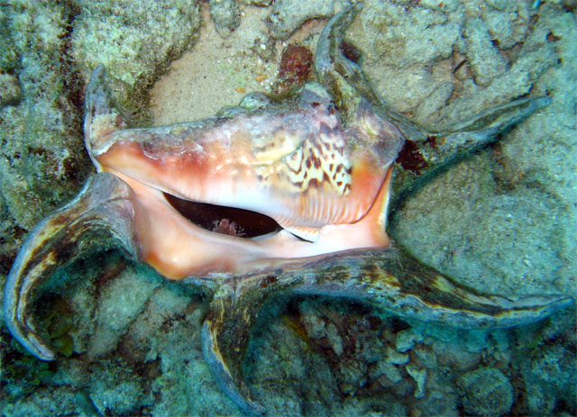 Scorpion conch (Lambis chiragra chiragra), Pulau Badas, Indonesia