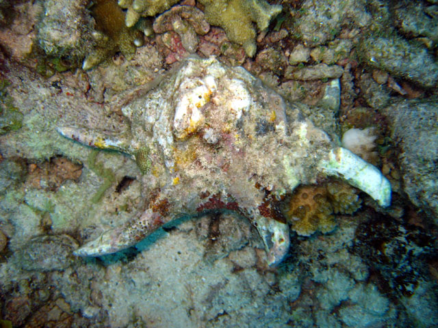 Scorpion conch (Lambis chiragra chiragra), Pulau Badas, Indonesia