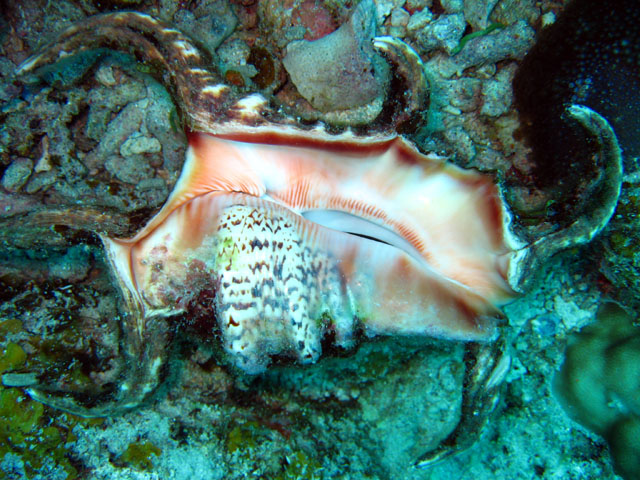 Scorpion conch (Lambis chiragra chiragra), Pulau Badas, Indonesia