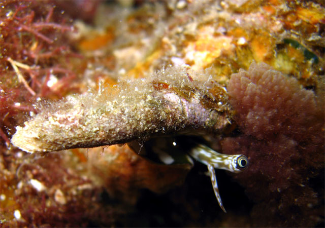 Scorpion conch (Lambis sp.), Pulau Aur, West Malaysia