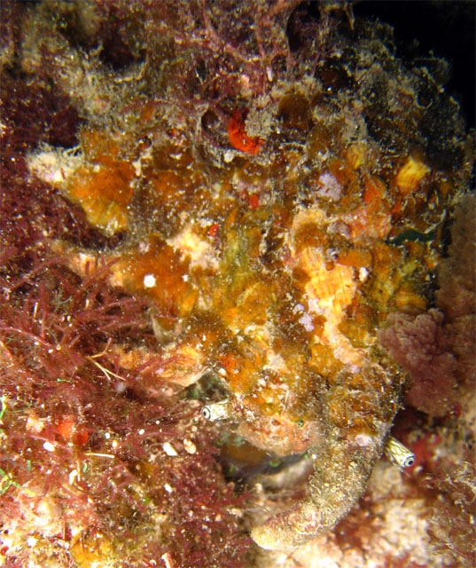 Scorpion conch (Lambis sp.), Pulau Aur, West Malaysia