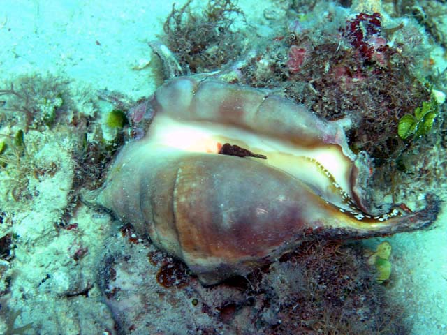 Scorpion conch (Lambis sp.), Pulau Aur, West Malaysia