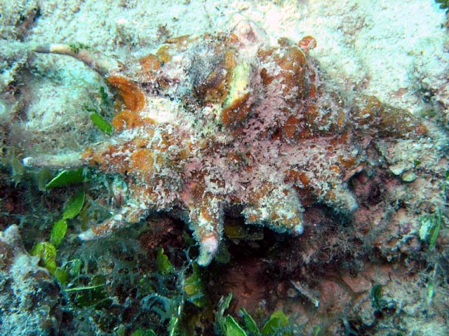 Scorpion conch (Lambis sp.), Pulau Aur, West Malaysia