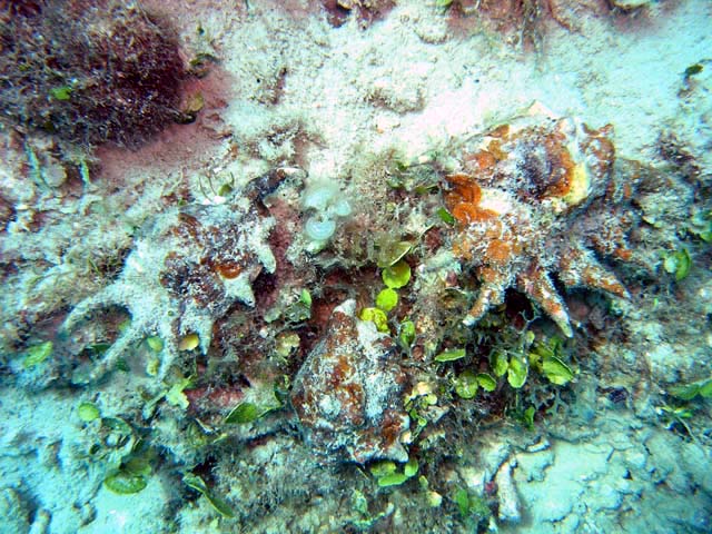 Scorpion conch (Lambis sp.), Pulau Aur, West Malaysia