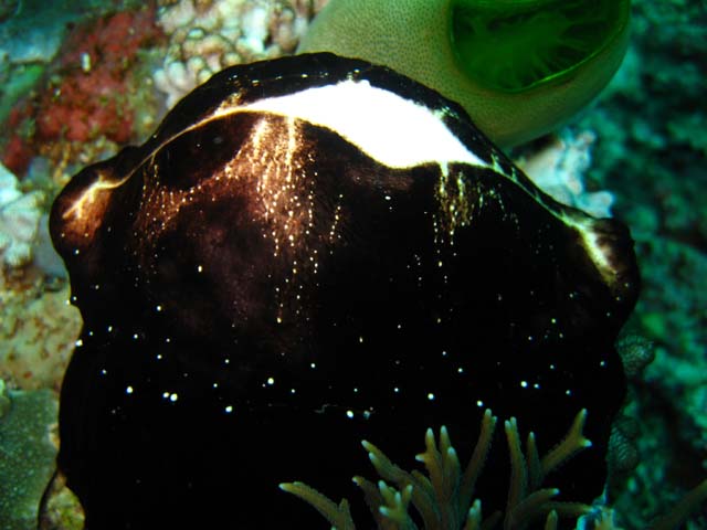 Egg cowrie (Ovula ovum), Bali, Indonesia