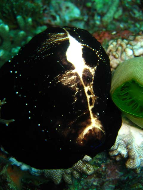 Egg cowrie (Ovula ovum), Bali, Indonesia