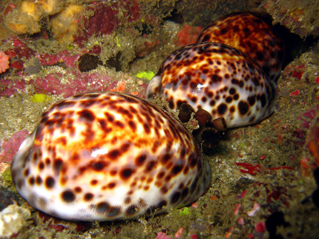 Tiger cowrie (Cyprae tigris), Puerto Galera, Mindoro, Philippines