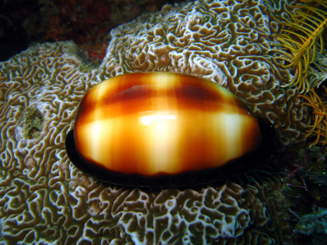 Turtle cowrie (Talparia talpa), Puerto Galera, Mindoro, Philippines