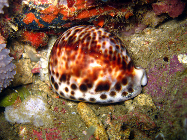 Tiger cowrie (Cyprae tigris), Puerto Galera, Mindoro, Philippines