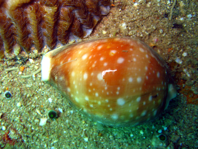 Cowrie shell (Lyncina vitellus), Subic Bay, Philippines