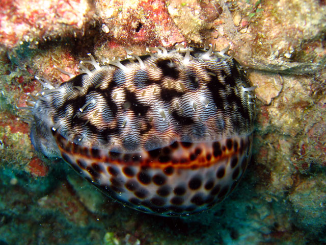 Tiger cowrie (Cyprae tigris), Pulau Aur, West Malaysia