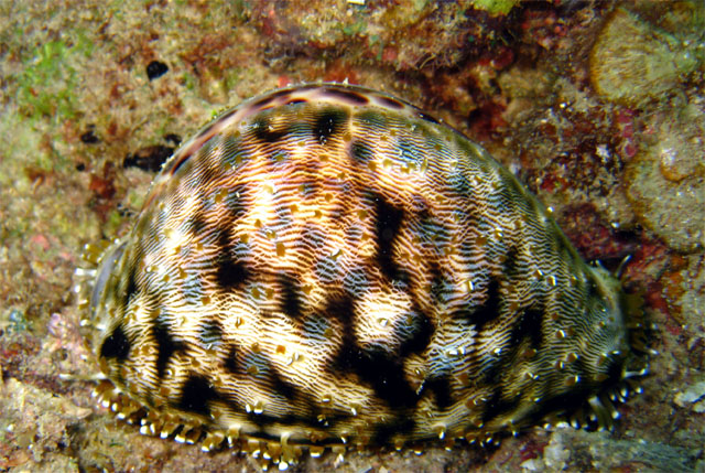 Tiger cowrie (Cyprae tigris), Pulau Aur, West Malaysia