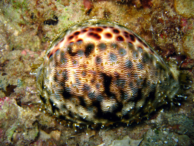 Tiger cowrie (Cyprae tigris), Pulau Aur, West Malaysia