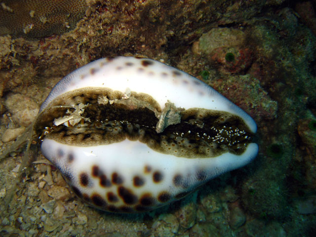 Tiger cowrie (Cyprae tigris), Pulau Aur, West Malaysia