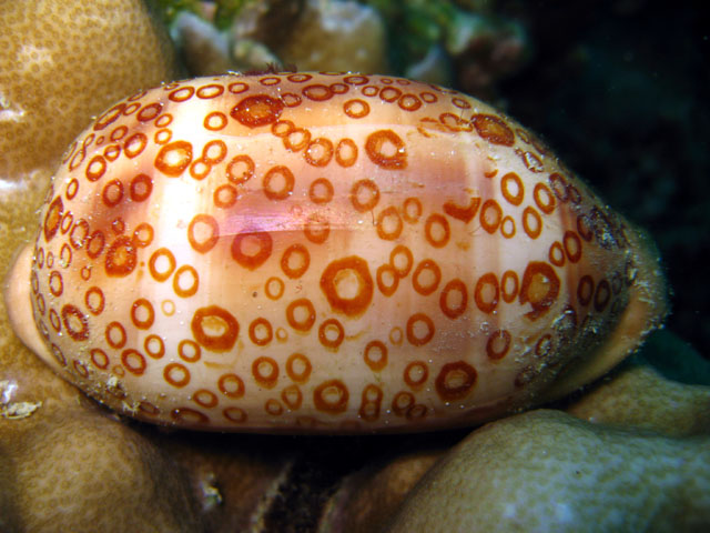 Eyed cowrie (Cyprae argus), Pulau Aur, West Malaysia