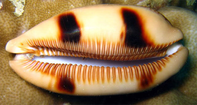 Eyed cowrie (Cyprae argus), Pulau Aur, West Malaysia