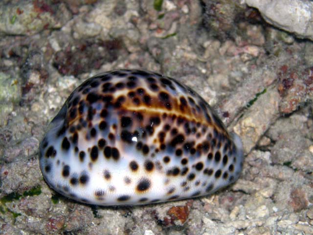 Tiger cowrie (Cyprae tigris), Pulau Aur, West Malaysia