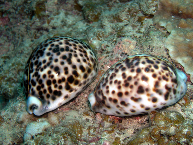 Tiger cowrie (Cyprae tigris), Perhentian Islands, West Malaysia