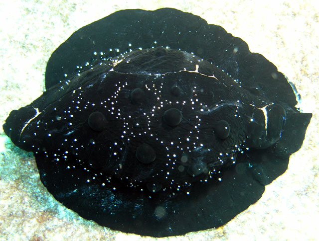 Egg cowrie (Ovula ovum), Pulau Tioman, West Malaysia