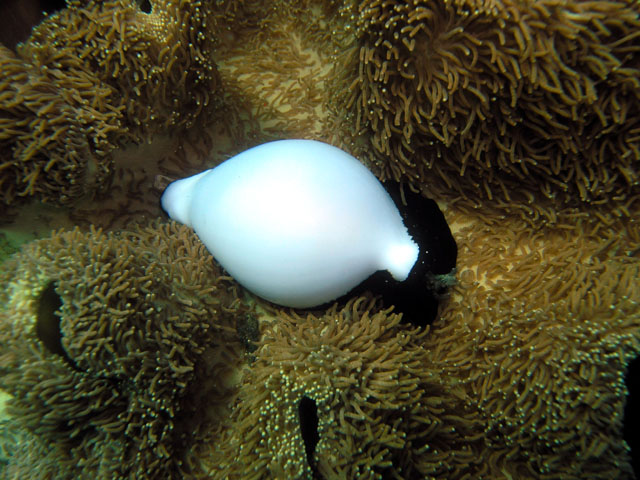 Egg cowrie (Ovula ovum), Anilao, Batangas, Philippines