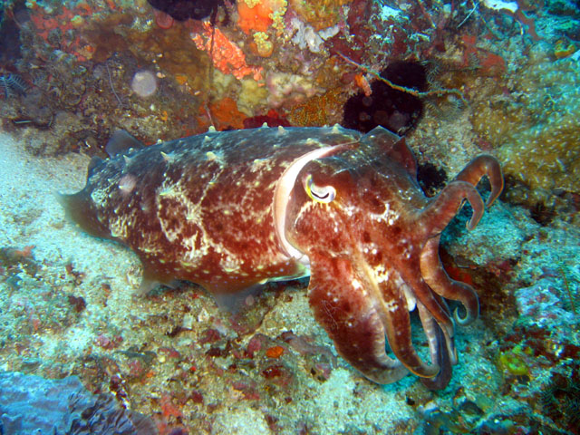 Broadclub cuttlefish (Sepia latimanus), Bali, Indonesia