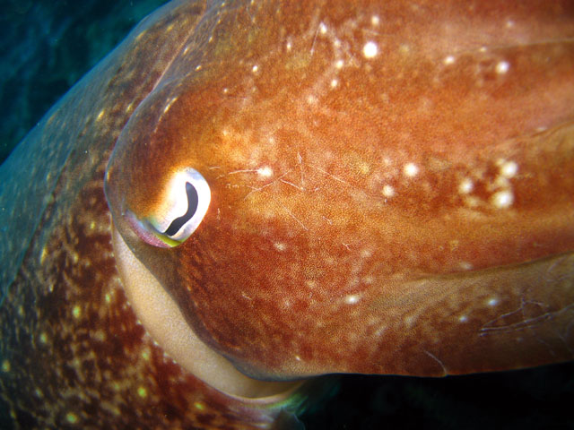 Broadclub cuttlefish (Sepia latimanus), Bali, Indonesia