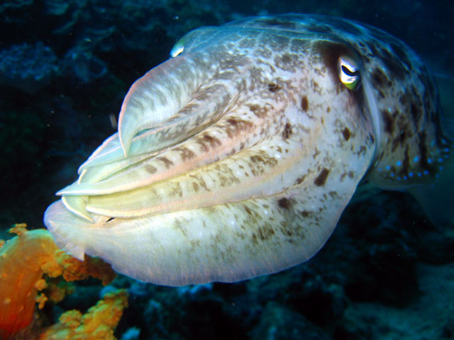 Broadclub cuttlefish (Sepia latimanus), Bali, Indonesia