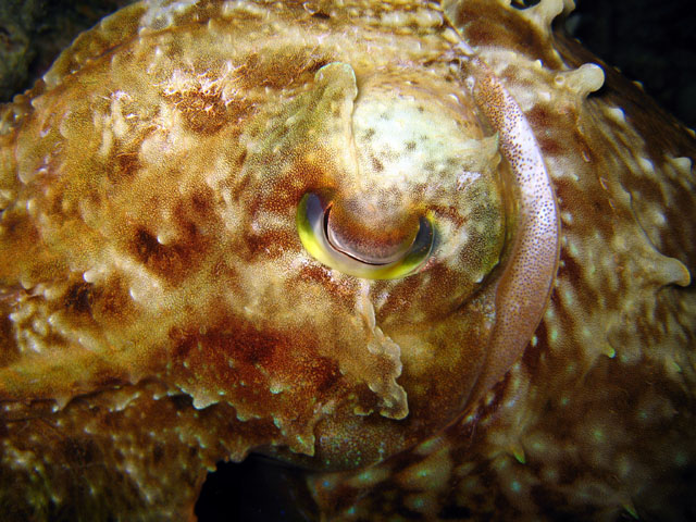 Broadclub cuttlefish (Sepia latimanus), Pulau Badas, Indonesia