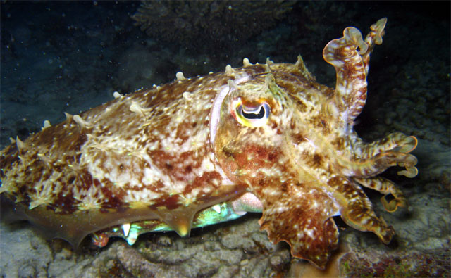 Broadclub cuttlefish (Sepia latimanus), Pulau Badas, Indonesia