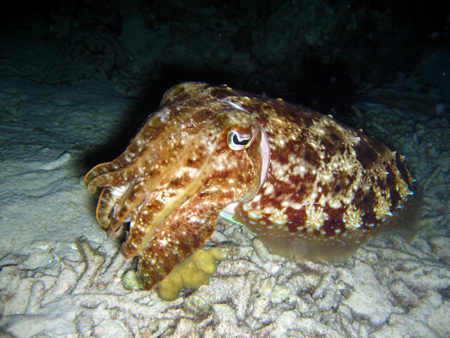 Broadclub cuttlefish (Sepia latimanus), Pulau Badas, Indonesia