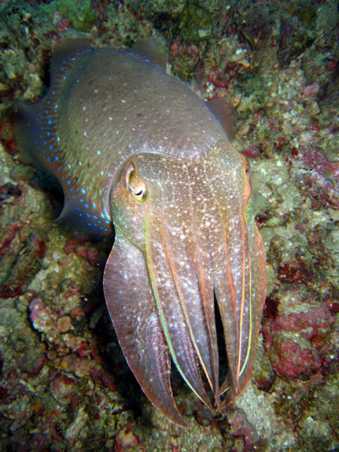 Broadclub cuttlefish (Sepia latimanus), Pulau Aur, West Malaysiasia