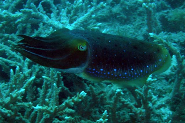 Broadclub cuttlefish (Sepia latimanus), Pulau Aur, West Malaysia