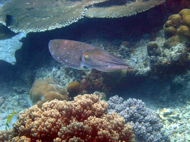 Broadclub cuttlefish (Sepia latimanus), Pulau Aur, West Malaysia