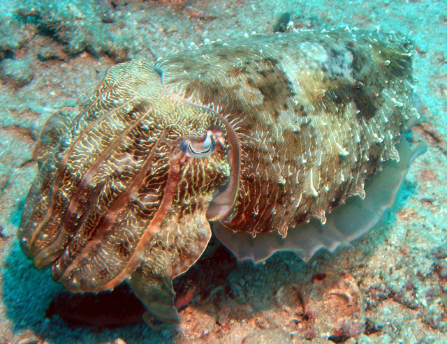 Needle cuttlefish (Sepia aculeata), Pulau Redang, West Malaysia