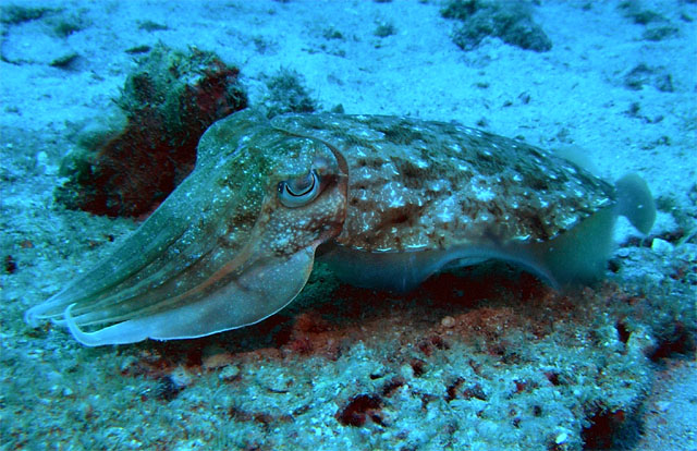 Needle cuttlefish (Sepia aculeata), Pulau Redang, West Malaysia