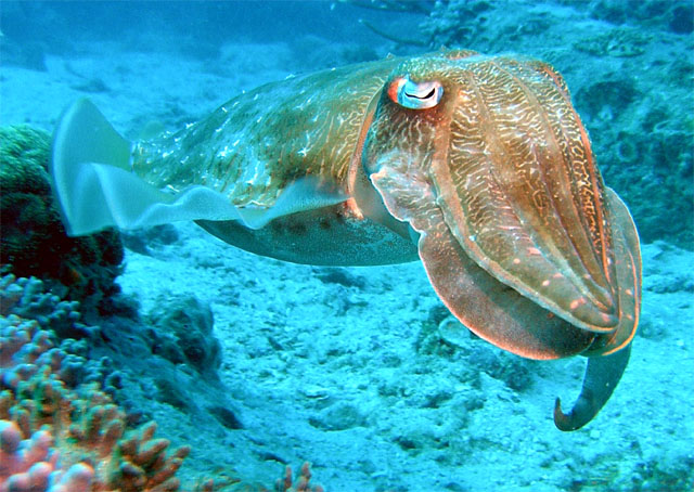 Needle cuttlefish (Sepia aculeata), Pulau Redang, West Malaysia