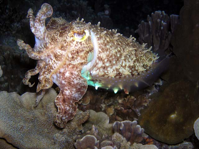 Broadclub cuttlefish (Sepia latimanus), Anambas, Indonesia