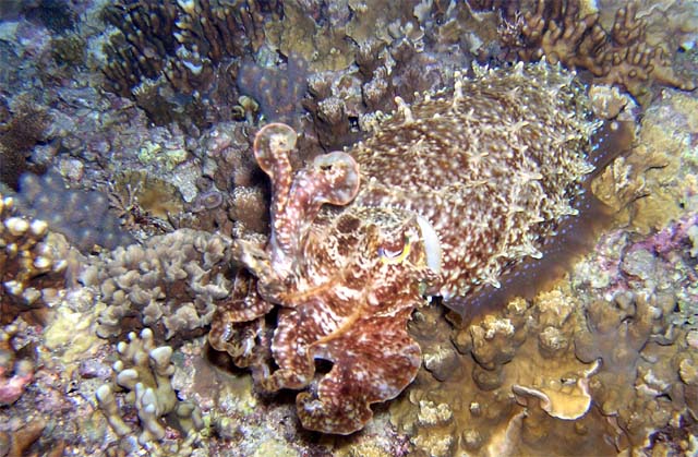 Broadclub cuttlefish (Sepia latimanus), Anambas, Indonesia