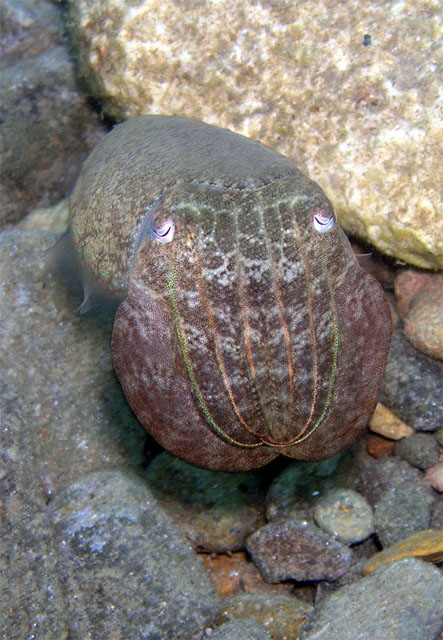 Cuttlefish (Sepia sp.), Anilao, Batangas, Philippines