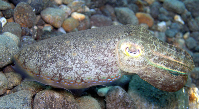 Cuttlefish (Sepia sp.), Anilao, Batangas, Philippines