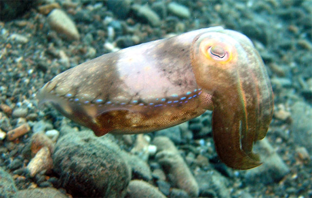 Cuttlefish (Sepia sp.), Anilao, Batangas, Philippines