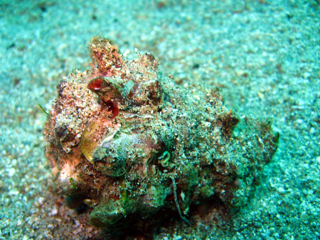 Helmet snail, Subic Bay, Philippines