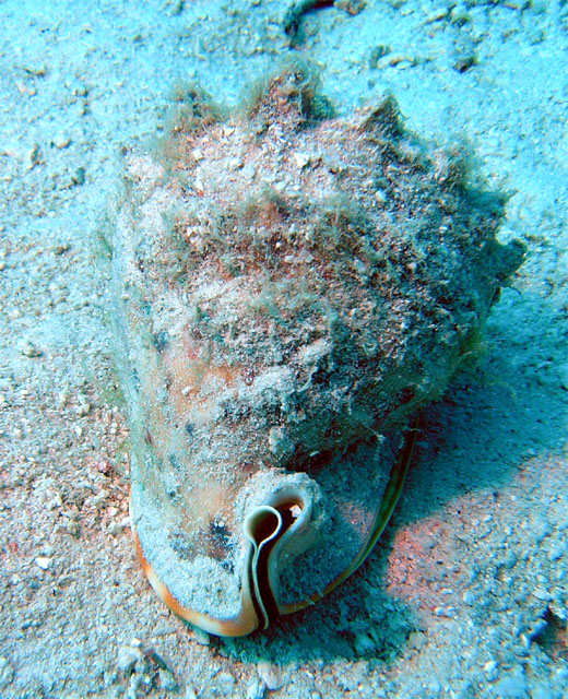 Cassis cornuta, Pulau Tioman, West Malaysia